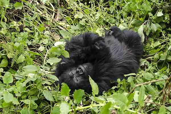 27 - Gorila joven - selva de Virunga - parque nacional de los volcanes - Ruanda